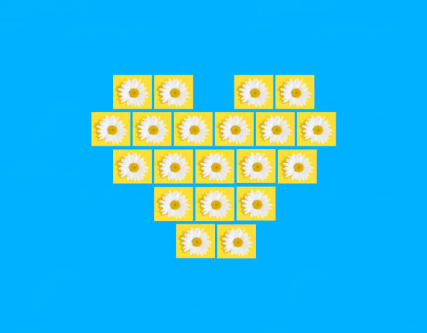 White chamomile in the shape of a heart on the blue background. Flat lay. Pattern.
