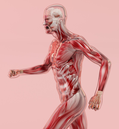 3D illustration of male muscular system of a running person.