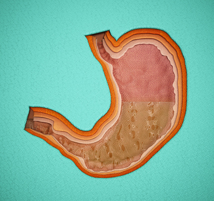 Human digestive system anatomy on blue color background. 3d illustration
