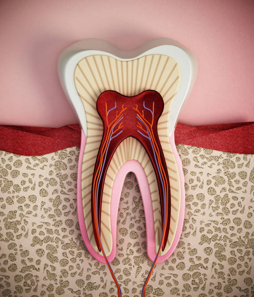 how long does a root canal take