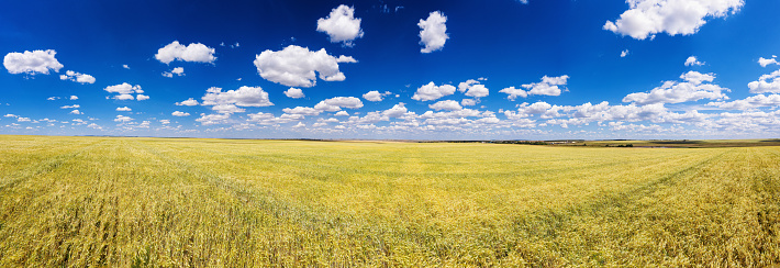 Volga region, harvest season. A field of ripe wheat. Aerial view.