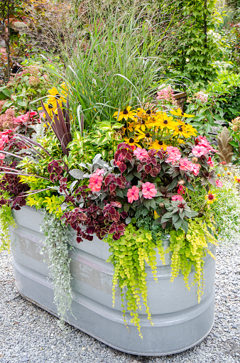 Closeup of flower planter containing an arrangement of multicolored pansy blossoms set against a background of weathered grey boards.