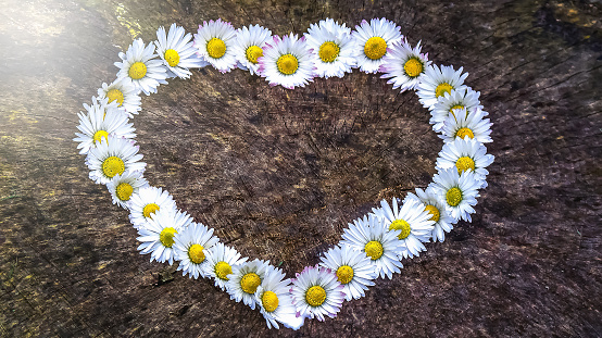 A heart made of daisies on an old wooden disc with overlighting