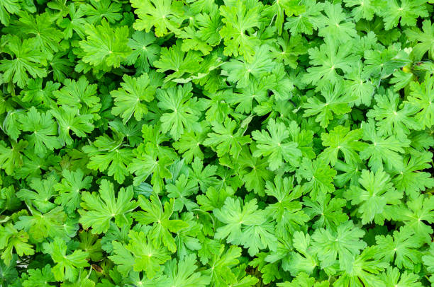 Bright green Heuchera, Coral Bells, as a plant background.