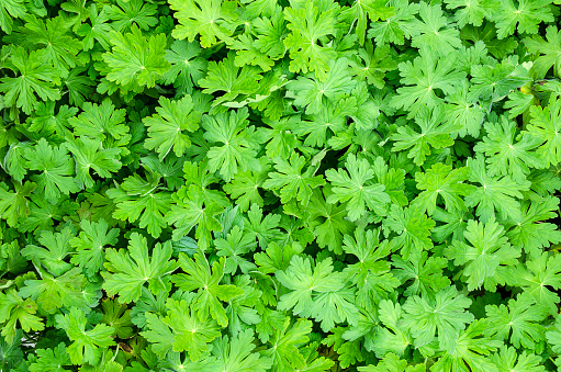 Bright green Heuchera, Coral Bells, as a plant background.