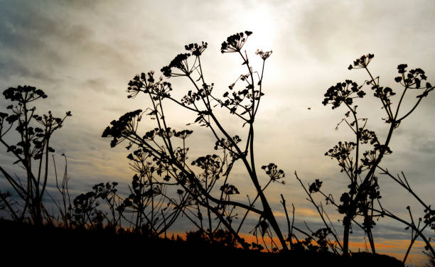 Cow parsley silhouetted against low sun and colourful clouds, with an insect in flight near the North Norfolk coast in Eastern England.