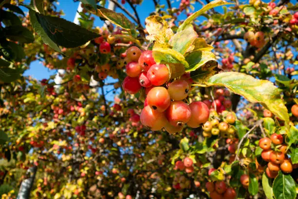 A tree bearing massed crab apples seen on a sunny day.