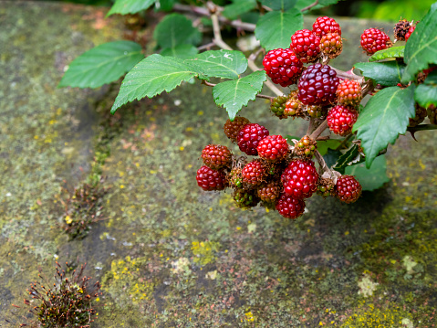 A cluster of under-ripe blackberries and green leafs against a stone background, with lichen and moss.