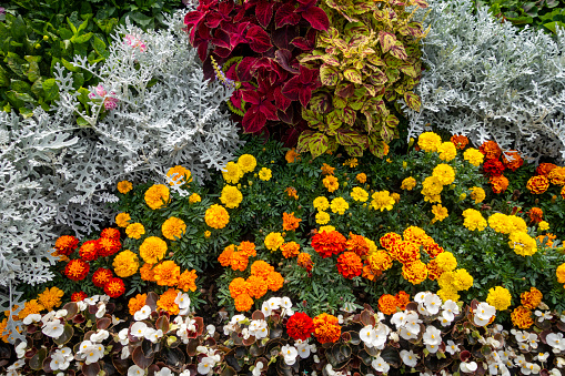 A bright coloured flowerbed containing a variety of plants, including, marigolds, begonias, cineraria and coleus.