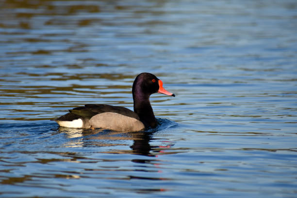 istock male rosy-billed pochard (Netta peposaca) 1453832307