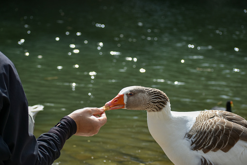 man handfeeding a goose at a lake in Buenos Aires, lago de las regatas