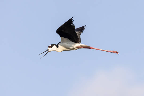 istock Stilt bird flying in the air 1453832346