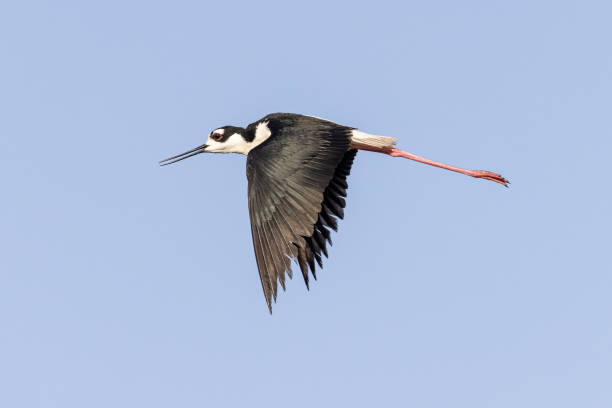 istock Stilt bird flying in the air 1453832458