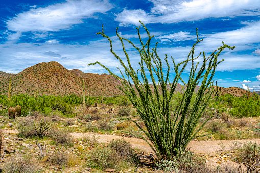 Panorama of saguaro with morning light in Santa Catalina Mountains, Tucson, Arizona, USA.