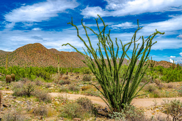 An ocotillo in the Sonoran Desert of Arizona An ocotillo puts on green l ocotillo cactus stock pictures, royalty-free photos & images