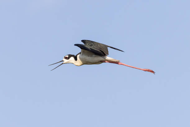 istock Stilt bird flying in the air 1453832566