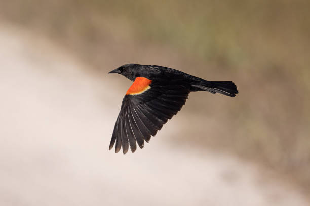 istock Red Winged Blackbird Flying in the air 1453832616