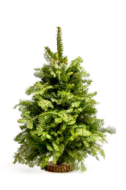 istock Christmas Tree of fresh fir branches on a white background 1453832707