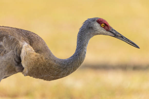 istock Sandhill Crane Head and Neck 1453832802