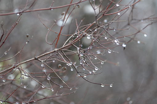 Close up of wet bare tree during winter