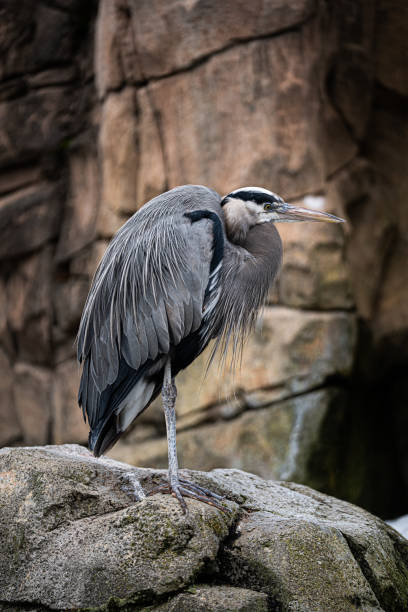 istock Vertical shot of a gray heron perched on a rock 1453833570