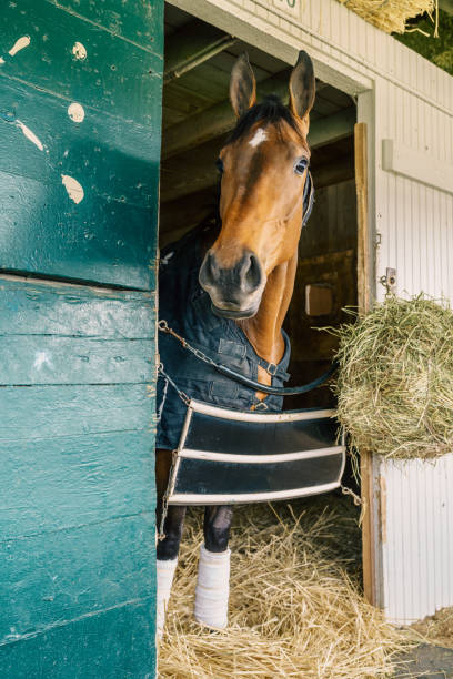 horse in a stable - horse stall stable horse barn imagens e fotografias de stock