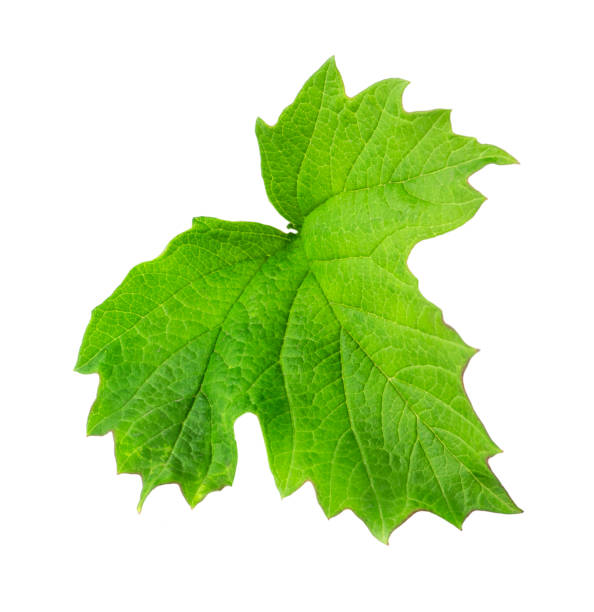 istock leaf of viburnum 1453834037