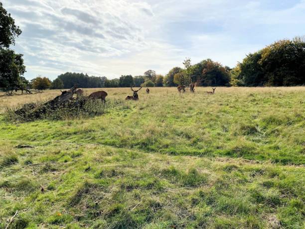istock A view of the Cheshire Countryside 1453835032