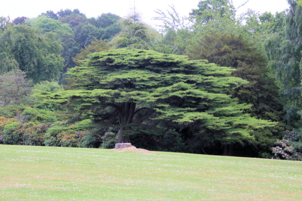 istock A view of the Cheshire Countryside 1453835368