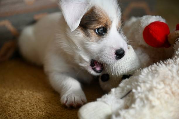 istock Cute puppy playing with stuffed animal 1453835440