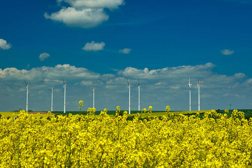 Wind turbines in the middle of rapeseed field in bloom generating renewable electric energy, protect the environment. Deutchland.