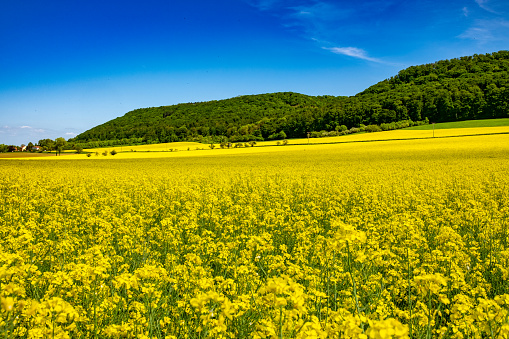 Summer Landscape with Rape Field on the Background of Beautiful. Deutchland.