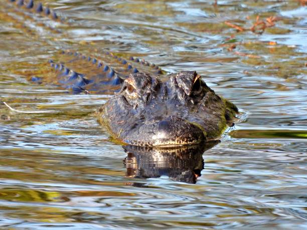 aligator amerykański (alligator mississippiensis) - pływający na mokradłach - american alligator zdjęcia i obrazy z banku zdjęć