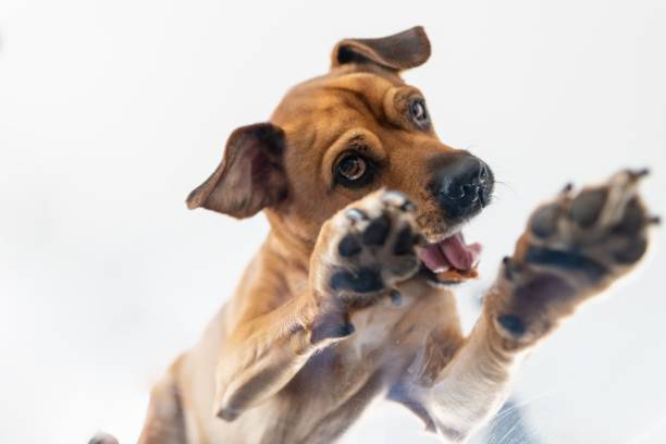 istock Closeup shot of a Rhodesian Ridgeback on the white background 1453836637