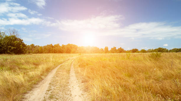 istock Sunset on the field and road. Beautiful summer landscape 1453836646