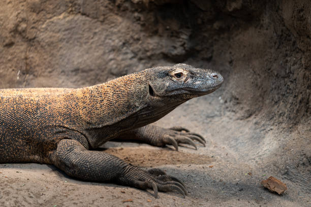 istock Closeup shot of komodo dragon (varanus komodoensis) 1453836700