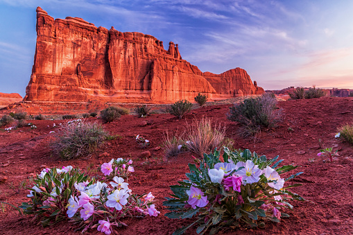 The Tower of Babel rock formation  during a Spring Primrose bloom in Arches National Park near Moab Utah.