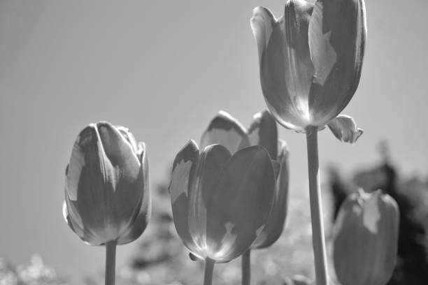 istock Flowers. Tulip blossom. Light and shadow. Pink background. 1453840661