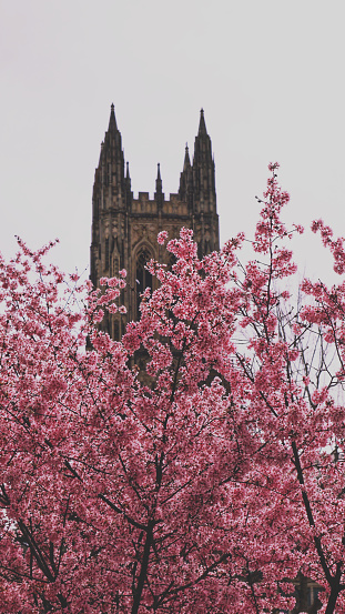 Flowers. Plum blossom. Light and shadow. Duke University. Spring vibes.
Chapel in the cherry blossom.