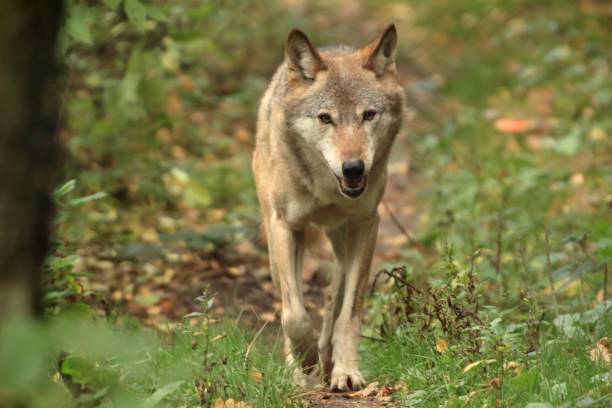 istock Selective focus shot of a Mongolian wolf in the forest, surrounded by green vegetation 1453840802