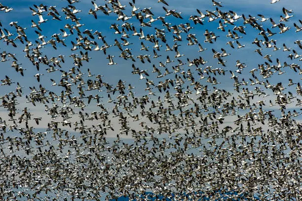 A flock of snow geese rising from a field in Skagit Valley, Washington, UA