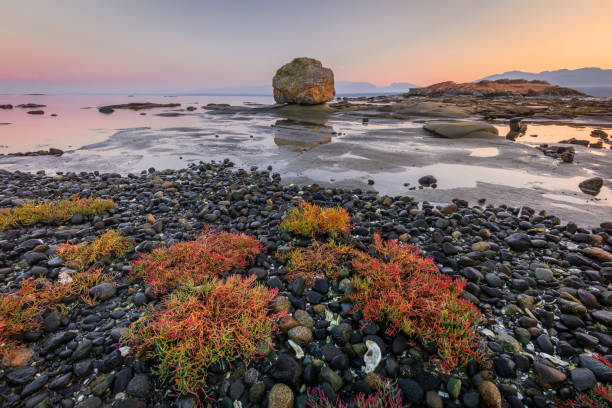 Hornby Island, British Columbia, Canada Unique sandstone formations along the shoreline of Hornby Island, a popular travel destination along the west coast of Canada. low tide stock pictures, royalty-free photos & images