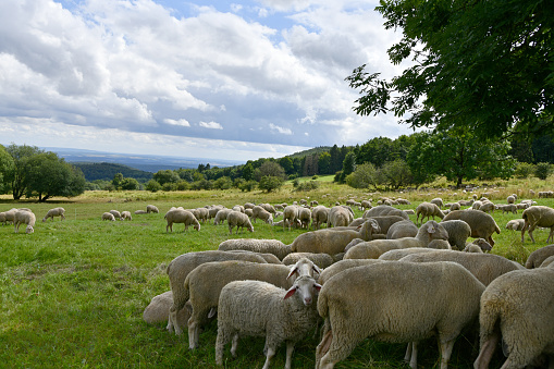 weiße Schafe, braune Schafe, Ziegen und zwei Esel in einer Herde