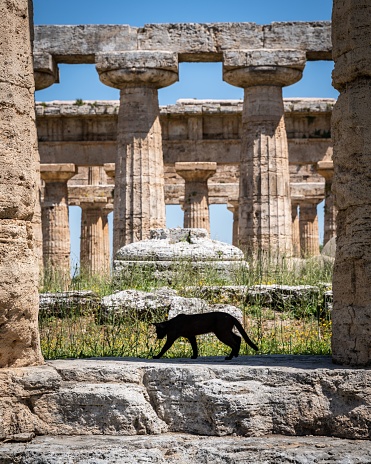 The black cat at Paestum archeological site, Campania, Italy, vertical