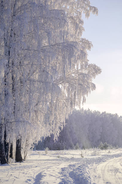 istock Frost-covered birch trees in a winter forest on a clear frosty day 1453844168