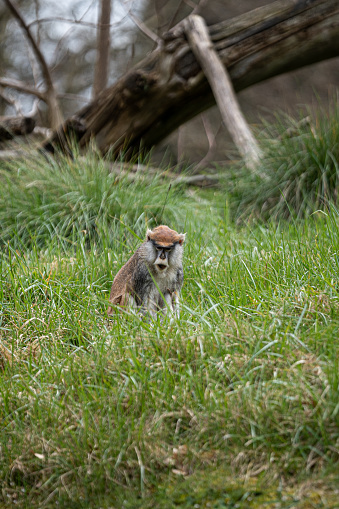 A vertical shot of a common patas monkey sitting in the grass