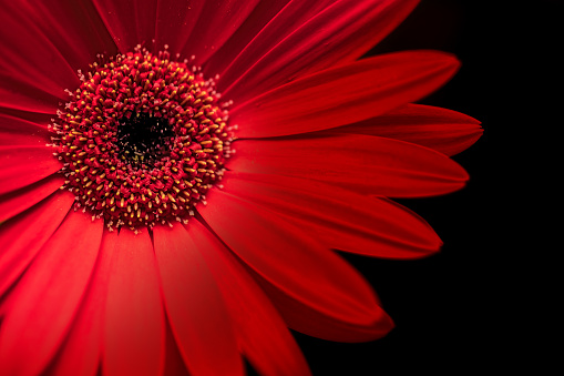Close-up of a beautiful red Gerbera flower on a dark background.