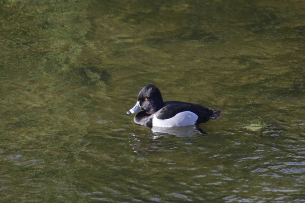 istock Ring-necked Duck (male) (aythya collaris) swimming in some very green water 1453845184