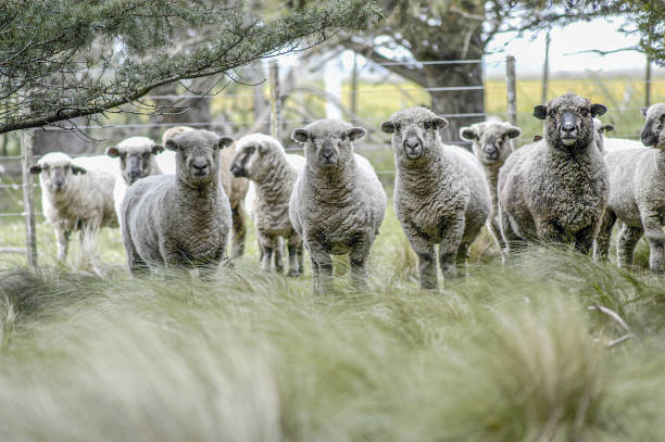 istock Sheep looking at camera in the grasslands. 1453846169