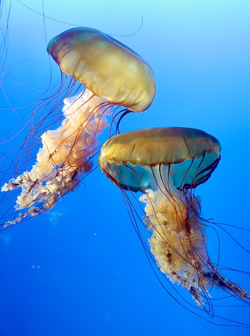 Jelly fish in an aquarium tank
